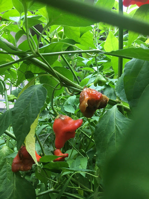 A capsicum with a bite