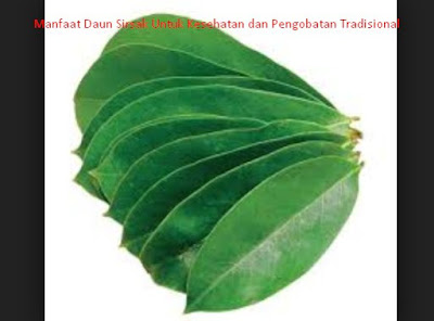 Manfaat Daun Sirsak Untuk Kesehatan dan Pengobatan Tradisional