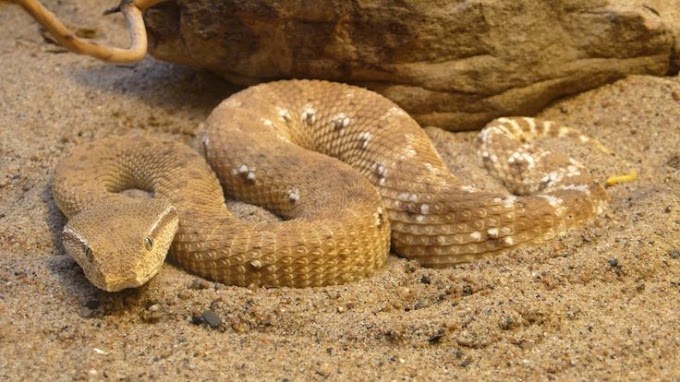 Cobra que se esconde nas areias quentes do deserto (Víbora De Chifres)