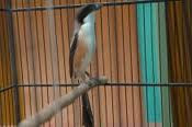 Burung kicau mania Burung cendet