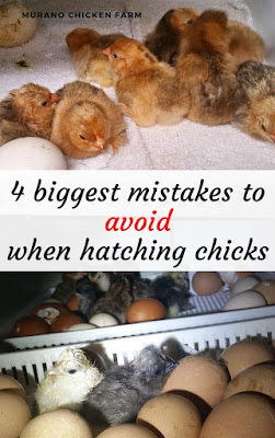 Fatal mistakes hatching chicks