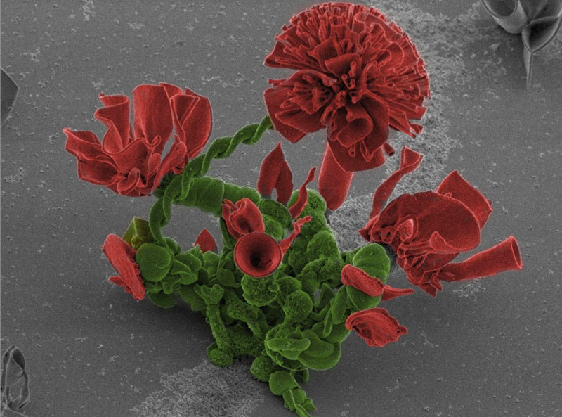 Bunga bunga Nano yang ditanam di Makmal Unikversiti