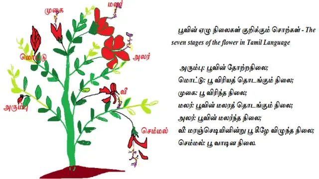 பூவின் ஏழு நிலைகள் குறிக்கும் சொற்கள் - The seven stages of the flower in Tamil Language