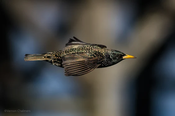 Canon EOS 7D Mark II - Table Bay Nature Reserve / Woodbridge Island