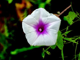 Flower of The Kan kun or Water Spinach