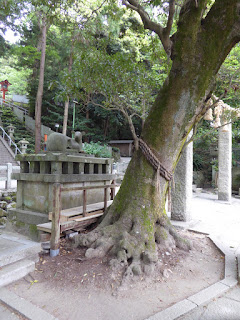 枚岡神社 御神木