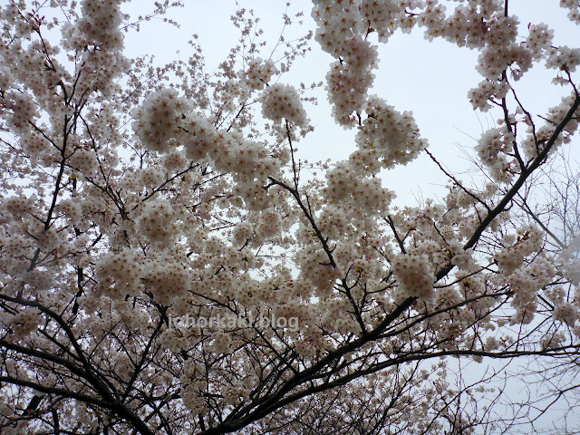 Cherry-Blossoms-High-Park-Toronto-Spring-2017-🌸