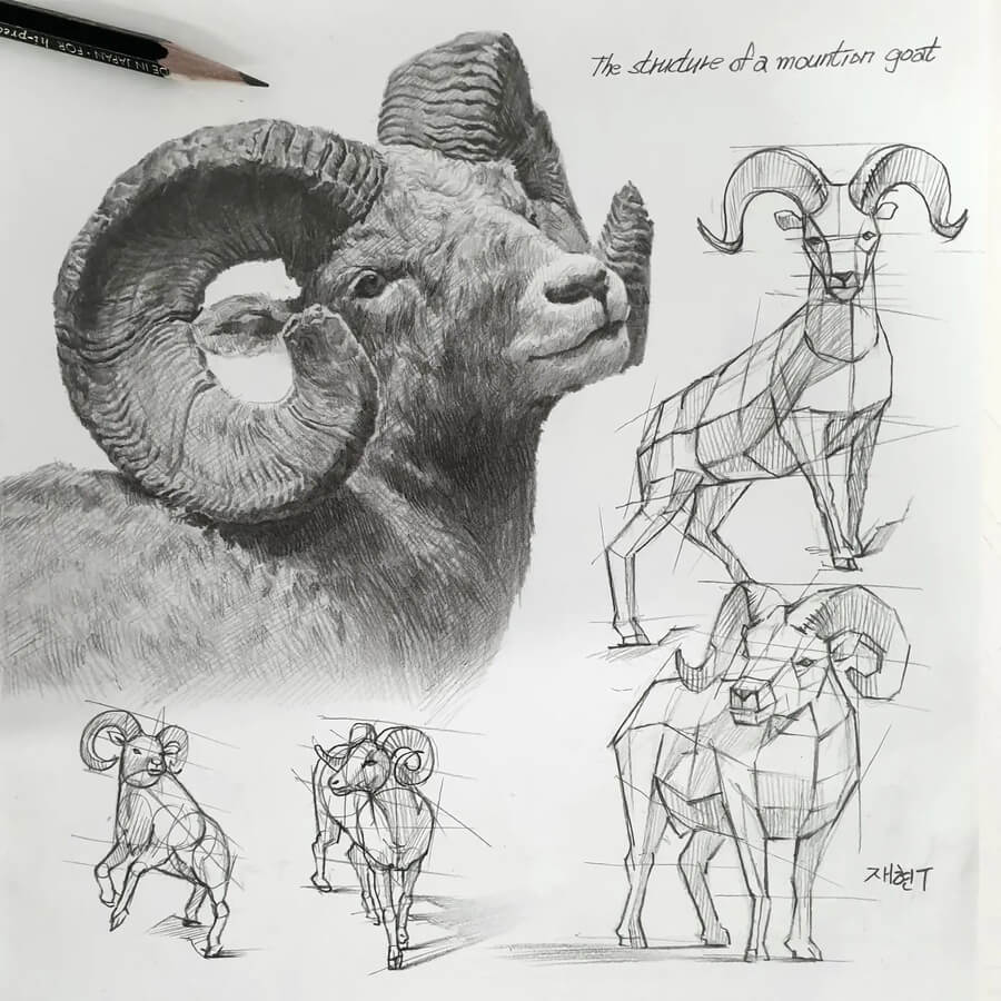 01-Bighorn-sheep-Animal-Tutorial-Drawings-Anjjaemi-www-designstack-co