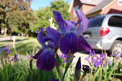 purple siberian iris