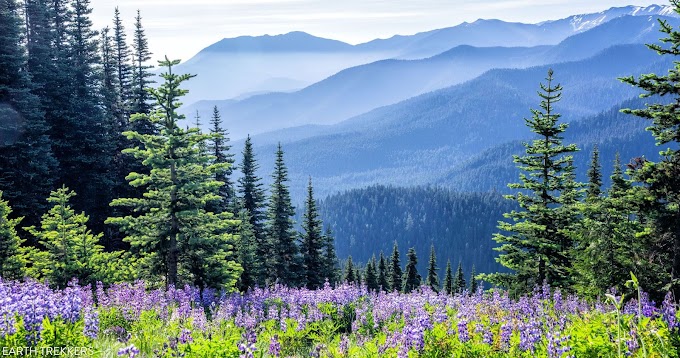 Top 10 Best Hikes and Trails  in Olympic National Park