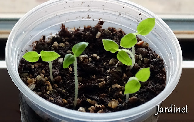 Mudas de physalis - Sementes germinadas