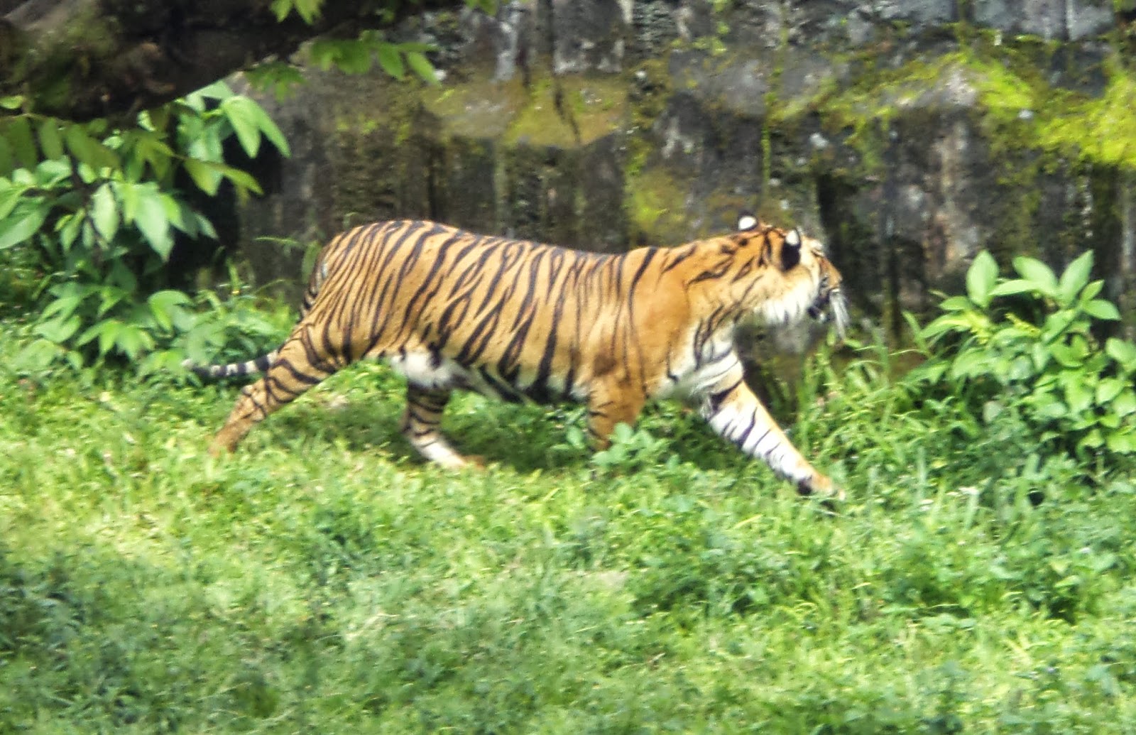 Bang Komar Agam 7 MANUSIA HARIMAU RAHASIA KITAB TUJUH