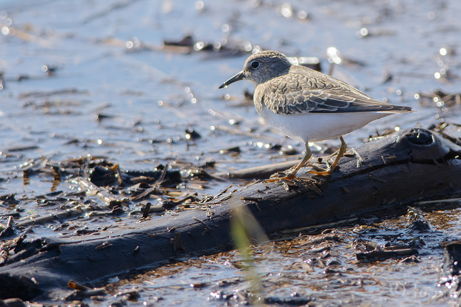 Värbrüdi, Calidris temminckii, Temminck's Stint, Erolia, rüdi, risla, värbrisla