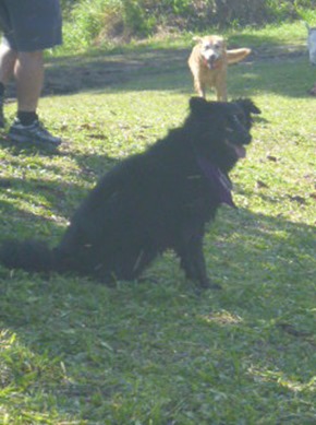 Pets Adventure 10 (6)