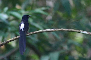 photos and videos of copsychus malabaricus bird