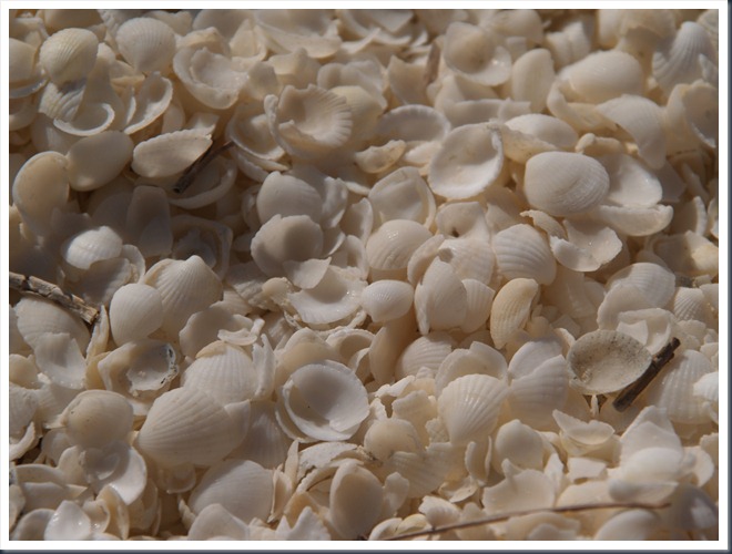 PB102817