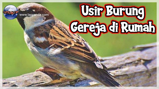 Cara Mengusir Burung Gereja