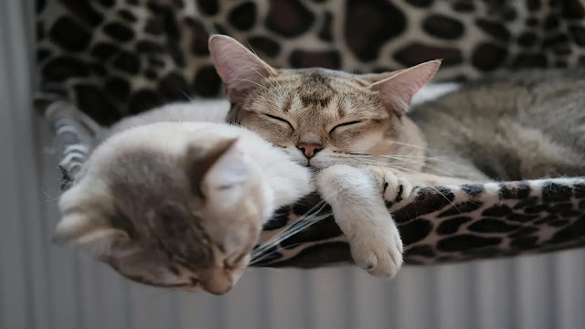 Sleeping Cats