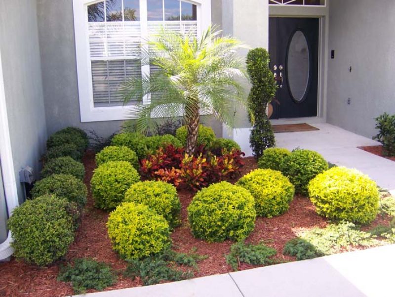 decorative shrubs placing decorative shrubs close to your house adds