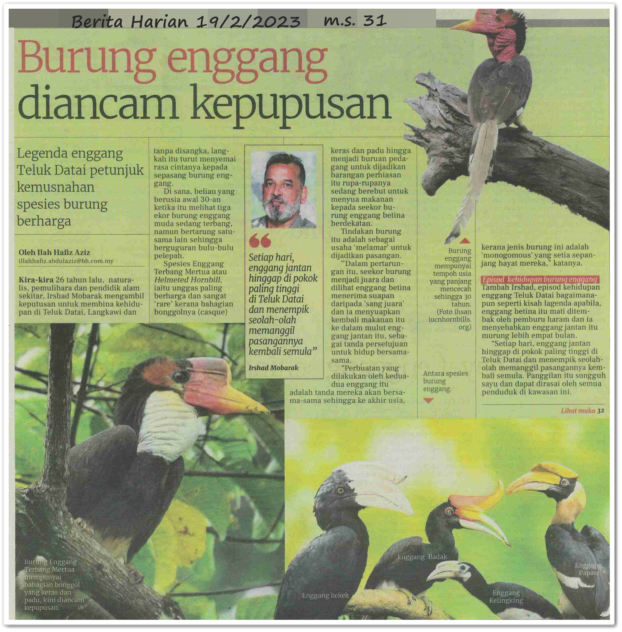 Burung enggang diancam kepupusan ; Kitaran hayat enggang sehingga 30 tahun ; Negara ketandusan burung enggang - Keratan akhbar Berita Harian 19 Februari 2023