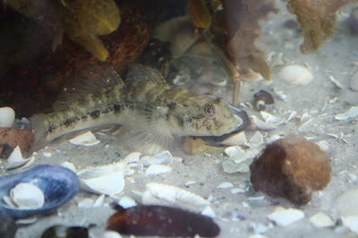 Swarte Grindeling - Zwarte Grondel - Gobius niger