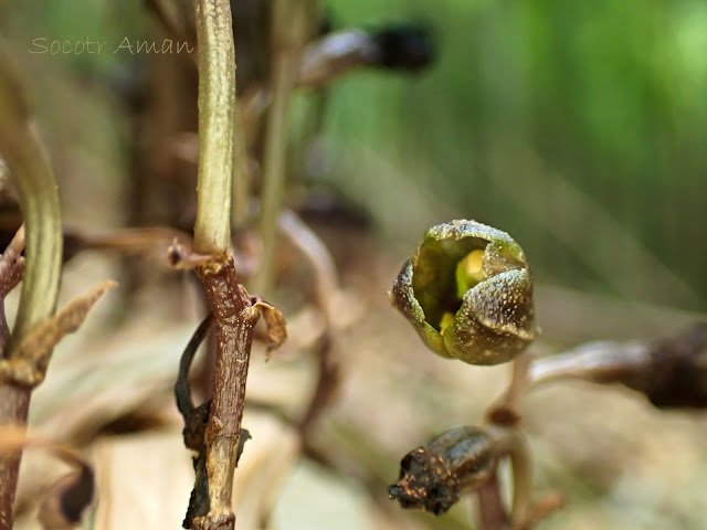 Gastrodia confusa