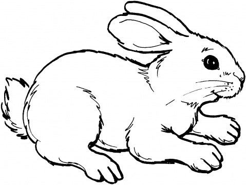 Coloring Pages  Kids on Coloring Pages Com  Cute Animal Rabbit Coloring Books Sheet For Kids