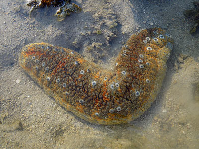 Ocellated Sea Cucumber (Stichopus ocellatus)