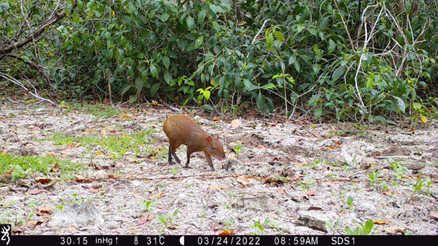 Avistan en Yucatán manada de Pecaríes de Labios Blancos, en peligro de extinción Ywitter @MauVila