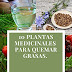 10 Plantas medicinales : 10 Plantas Medicinales para quemar grasas