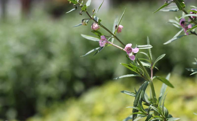 Angelonia Flowers Pictures