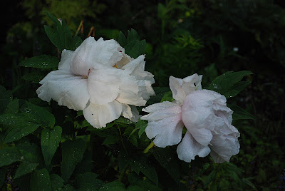 Paeonia suffruticosa 'Teni'