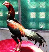 Ciri ayam  bangkok aduan  bagus pada tulang ekor Ayam  