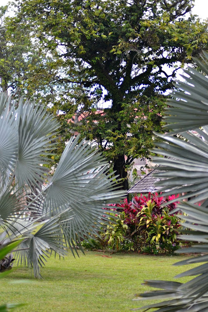 Guyane, Cayenne, visite historique, petit train Koati, jardin botanique