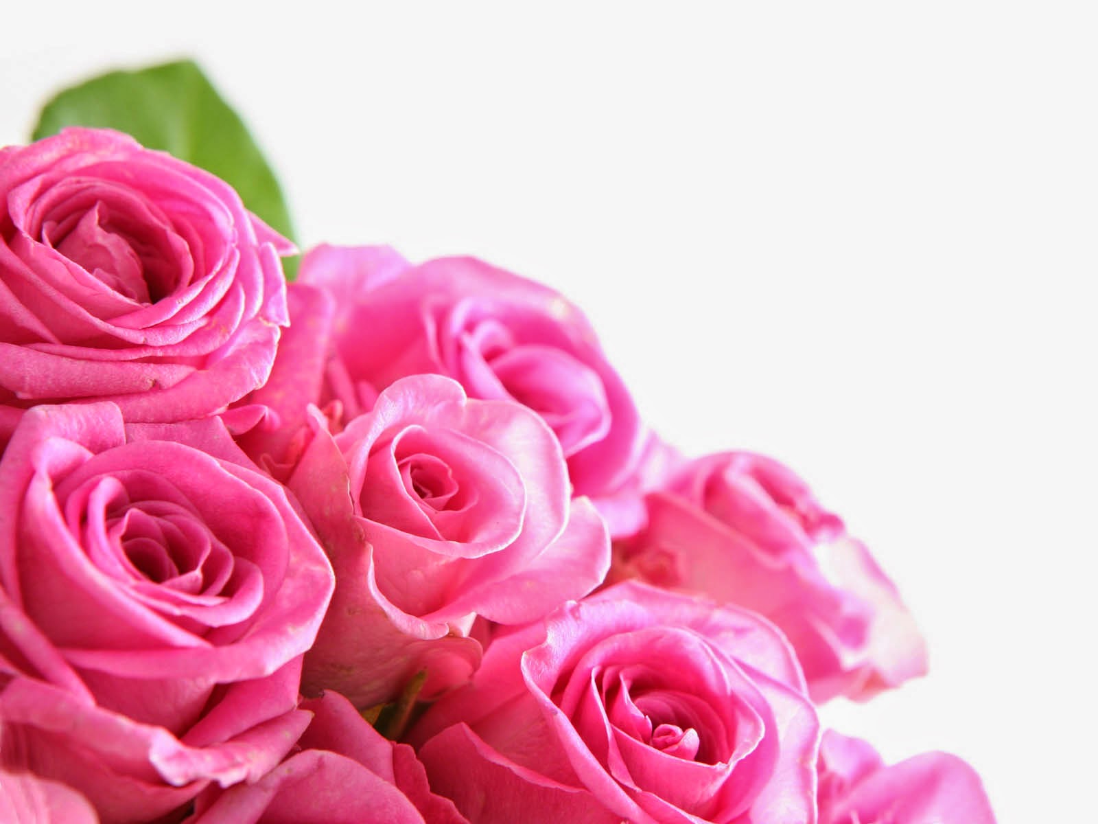 Gambar Bunga Mawar Pink Dalam Tumpukan Pernik Dunia Gambar Bunga Mawar