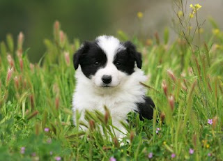 border collie pets dog breed puppy animal wallpapaer