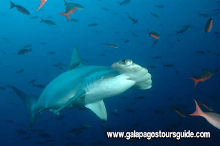 Galapagos tours guide