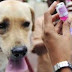カランガッサム県保健局、抗狂犬病ワクチンの為に20億ルピアを準備