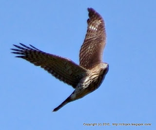 Cooper's Hawk, Immature