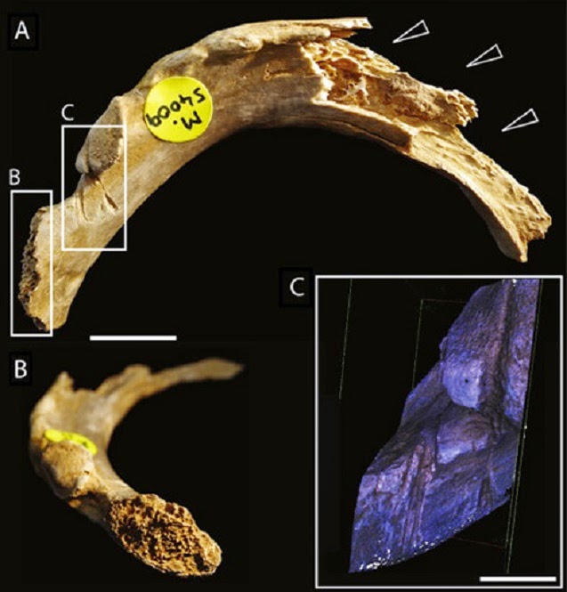 Palaeolithic remains show cannibalistic habits of human ancestors