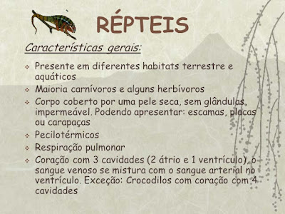 filo cordados: répteis