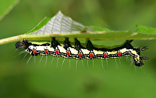 upside down caterpillar (23)