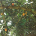 African Mangosteen or
Garcinia Livingstonei.