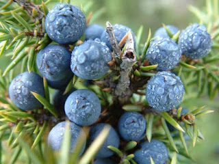 juniper berry fruit images