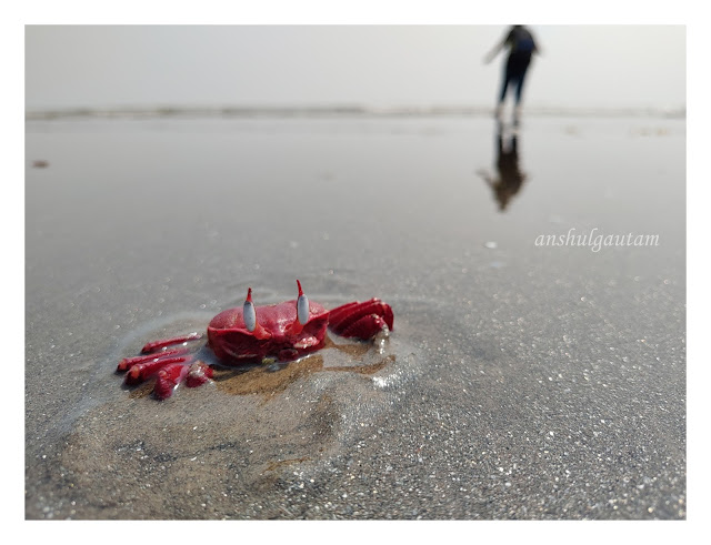 The Red Crab Clan - Mohona Beach West Bengal 8