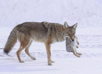 Resultado de imagem para coyote diet