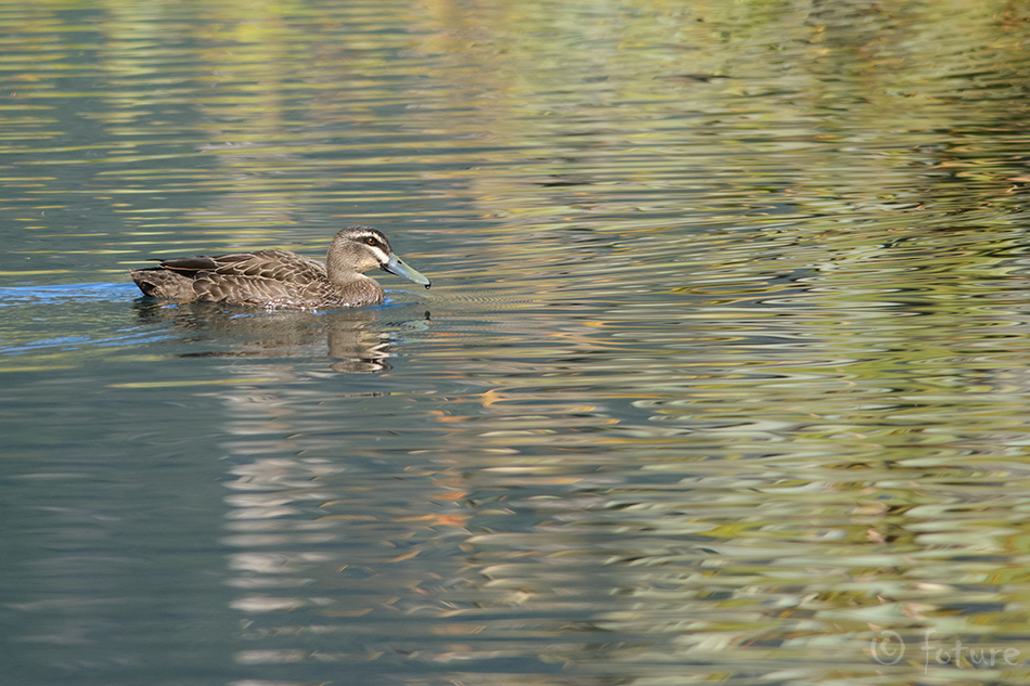 Tõmmupart, Anas superciliosa superciliosa, New Zealand Grey Duck, Pacific Black, Australian, part