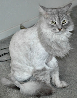 Shaved Pussy Cats