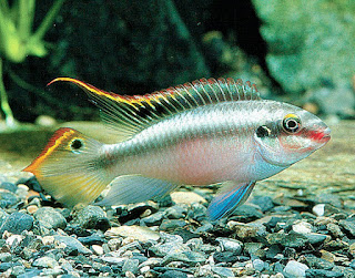 ikan kribensis