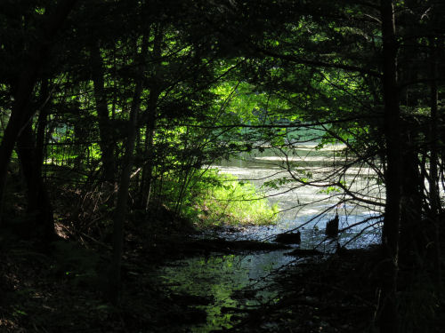 green foliage around a pond